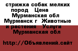 стрижка собак мелких пород › Цена ­ 500 - Мурманская обл., Мурманск г. Животные и растения » Услуги   . Мурманская обл.
